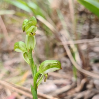 Bunochilus montanus (ACT) = Pterostylis jonesii (NSW) (Montane Leafy Greenhood) at Cotter River, ACT - 30 Sep 2022 by LukeMcElhinney