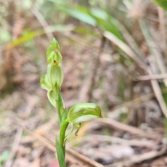 Bunochilus montanus (ACT) = Pterostylis jonesii (NSW) at Cotter River, ACT - suppressed