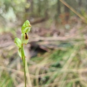 Bunochilus montanus (ACT) = Pterostylis jonesii (NSW) at Cotter River, ACT - suppressed