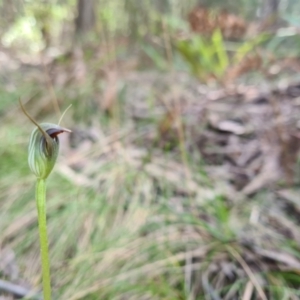 Pterostylis pedunculata at Cotter River, ACT - suppressed