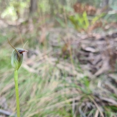 Pterostylis pedunculata (Maroonhood) at Cotter River, ACT - 30 Sep 2022 by LukeMcElhinney