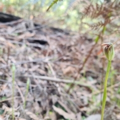 Pterostylis pedunculata at Cotter River, ACT - suppressed