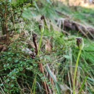 Pterostylis pedunculata at Cotter River, ACT - 30 Sep 2022