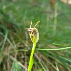 Pterostylis pedunculata at Cotter River, ACT - suppressed