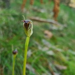 Pterostylis pedunculata at Cotter River, ACT - 30 Sep 2022