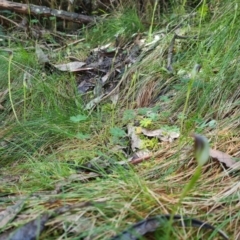 Pterostylis pedunculata at Cotter River, ACT - 30 Sep 2022