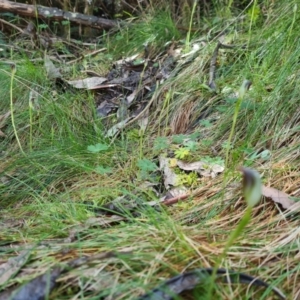 Pterostylis pedunculata at Cotter River, ACT - suppressed