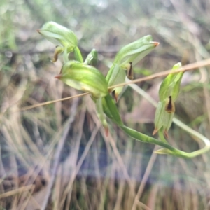 Bunochilus montanus (ACT) = Pterostylis jonesii (NSW) at Cotter River, ACT - 30 Sep 2022