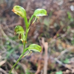 Bunochilus montanus (ACT) = Pterostylis jonesii (NSW) at Cotter River, ACT - 30 Sep 2022