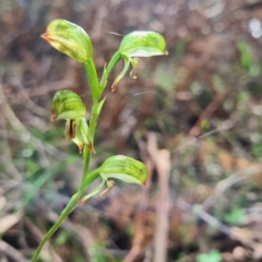 Bunochilus montanus at Cotter River, ACT - 30 Sep 2022