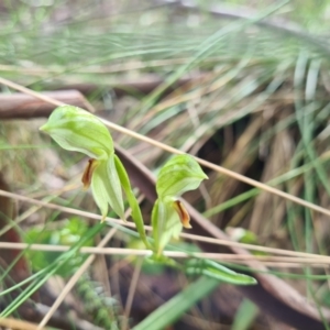 Bunochilus montanus (ACT) = Pterostylis jonesii (NSW) at Cotter River, ACT - 30 Sep 2022