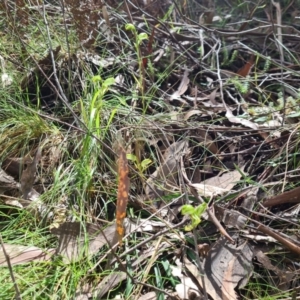 Bunochilus montanus (ACT) = Pterostylis jonesii (NSW) at Cotter River, ACT - 30 Sep 2022