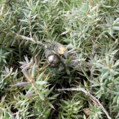 Styphelia humifusum (Cranberry Heath) at Kowen Escarpment - 2 Oct 2022 by JaneR