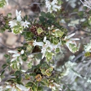 Brachyloma daphnoides at Kowen, ACT - 2 Oct 2022