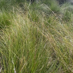 Carex appressa at Kowen, ACT - 2 Oct 2022