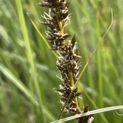 Carex appressa at Kowen, ACT - 2 Oct 2022