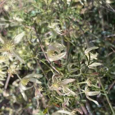 Clematis leptophylla (Small-leaf Clematis, Old Man's Beard) at Kowen, ACT - 2 Oct 2022 by JaneR