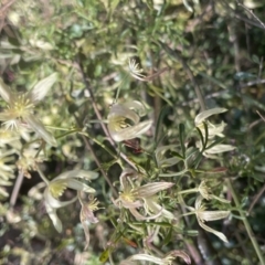 Clematis leptophylla (Small-leaf Clematis, Old Man's Beard) at Kowen, ACT - 2 Oct 2022 by JaneR