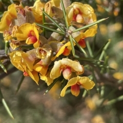 Dillwynia sieberi (A parrot pea) at Kowen, ACT - 2 Oct 2022 by JaneR