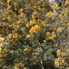 Dillwynia sieberi at Kowen, ACT - 2 Oct 2022 03:33 PM