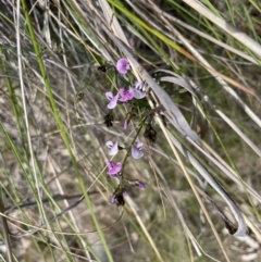 Glycine clandestina (Twining Glycine) at Kowen, ACT - 2 Oct 2022 by JaneR