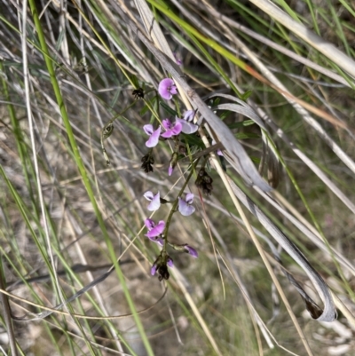 Glycine clandestina (Twining Glycine) at Kowen, ACT - 2 Oct 2022 by JaneR