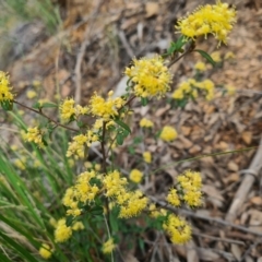 Pomaderris andromedifolia subsp. andromedifolia (Andromeda Pomaderris) at Cotter River, ACT - 2 Oct 2022 by LukeMcElhinney