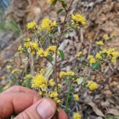 Pomaderris andromedifolia subsp. andromedifolia at Cotter River, ACT - 2 Oct 2022