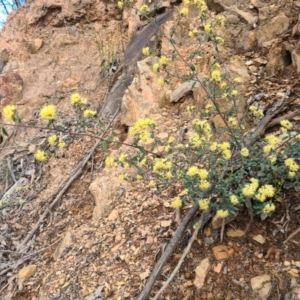 Pomaderris andromedifolia subsp. andromedifolia at Cotter River, ACT - 2 Oct 2022