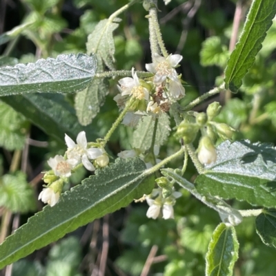 Gynatrix pulchella (Hemp Bush) at Kowen Escarpment - 2 Oct 2022 by JaneR