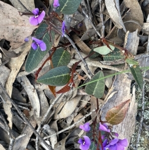 Hardenbergia violacea at Kowen, ACT - 2 Oct 2022