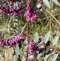 Indigofera australis subsp. australis (Australian Indigo) at Kowen Escarpment - 2 Oct 2022 by JaneR