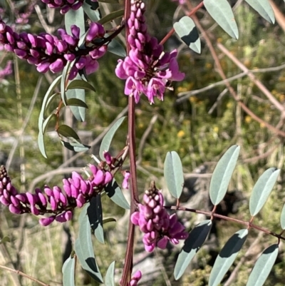 Indigofera australis subsp. australis (Australian Indigo) at Kowen Escarpment - 2 Oct 2022 by JaneR