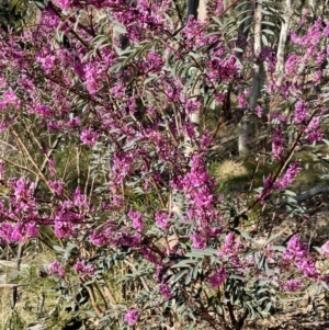 Indigofera australis subsp. australis at Kowen, ACT - 2 Oct 2022 04:49 PM