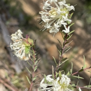 Pimelea linifolia subsp. linifolia at Kowen, ACT - 2 Oct 2022 04:24 PM