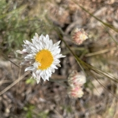 Leucochrysum albicans subsp. tricolor (Hoary Sunray) at Kowen, ACT - 2 Oct 2022 by JaneR