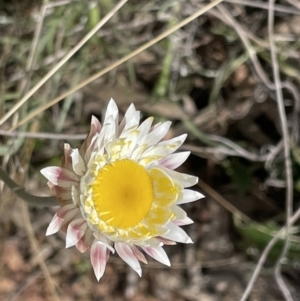 Leucochrysum albicans subsp. tricolor at Kowen, ACT - 2 Oct 2022
