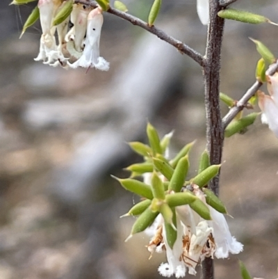 Leucopogon fletcheri subsp. brevisepalus (Twin Flower Beard-Heath) at Kowen, ACT - 2 Oct 2022 by JaneR