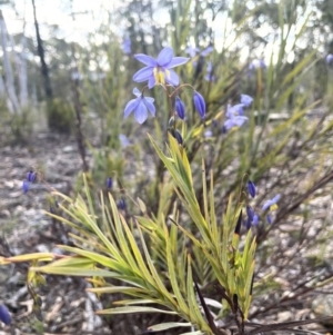 Stypandra glauca at Kowen, ACT - 2 Oct 2022 04:21 PM