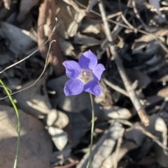 Wahlenbergia sp. (Bluebell) at Kowen, ACT - 2 Oct 2022 by JaneR