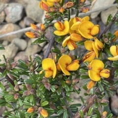 Pultenaea microphylla (Egg and Bacon Pea) at Kowen, ACT - 2 Oct 2022 by JaneR