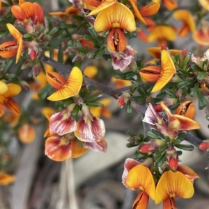 Pultenaea microphylla at Kowen, ACT - 2 Oct 2022 04:02 PM