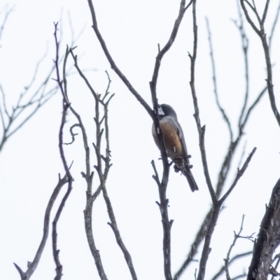 Pachycephala rufiventris (Rufous Whistler) at Penrose - 30 Sep 2022 by Aussiegall