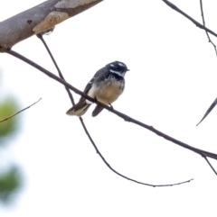 Rhipidura albiscapa (Grey Fantail) at Penrose - 30 Sep 2022 by Aussiegall