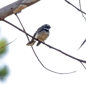 Rhipidura albiscapa at Penrose, NSW - 30 Sep 2022