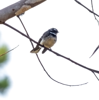 Rhipidura albiscapa (Grey Fantail) at Penrose - 30 Sep 2022 by Aussiegall