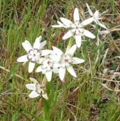 Wurmbea dioica subsp. dioica (Early Nancy) at Molonglo Valley, ACT - 1 Oct 2022 by sangio7