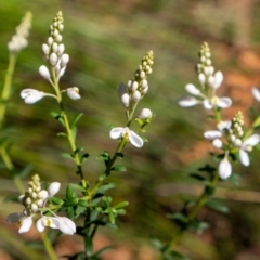 Comesperma ericinum (Heath Milkwort) at Wingecarribee Local Government Area - 2 Oct 2022 by Aussiegall