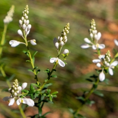 Comesperma ericinum (Heath Milkwort) at Penrose - 2 Oct 2022 by Aussiegall