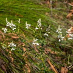 Comesperma ericinum at Penrose, NSW - 2 Oct 2022